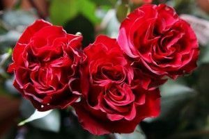 rosas ecuatorianas