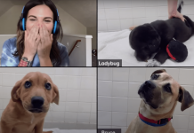 Adopta un perrito… ¿Por zoom? zoom para adopción canina