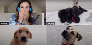 Adopta un perrito… ¿Por zoom? zoom para adopción canina