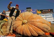 Calabazas Gigantes, una estrategia para cultivar negocios calabazas