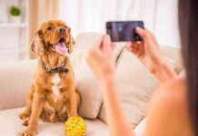 ¡Tu mascota merece esta aplicación! Cogui