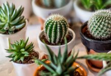 ¿Plantas en el trabajo? Descubre las mejores para tu oficina