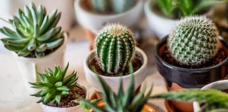 ¿Plantas en el trabajo? Descubre las mejores para tu oficina