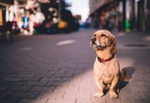 La IA a la búsqueda de tu mascota perdida