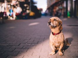 La IA a la búsqueda de tu mascota perdida