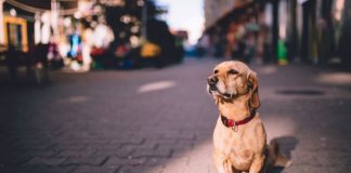 La IA a la búsqueda de tu mascota perdida