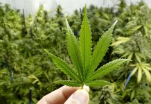 Cannabis, nueva fuente de inversión