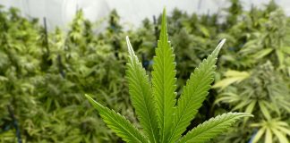 Cannabis, nueva fuente de inversión