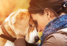 Comprender a tu mascota puede estar al alcance de una compra