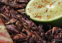 Insectos comestibles, un emprendimiento que avanza hacia Europa