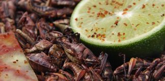 Insectos comestibles, un emprendimiento que avanza hacia Europa