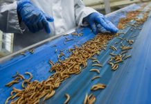 Granjas de insectos, un negocio que triunfa actualmente