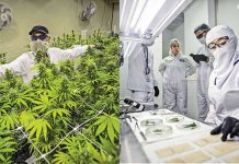 Emprender con cannabis ya es materia universitaria