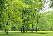 ¿Sabes cuántos árboles se necesitan para salvar al planeta?
