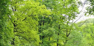 ¿Sabes cuántos árboles se necesitan para salvar al planeta?