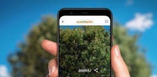 Woolaroo AI, un traductor para lenguas en peligro