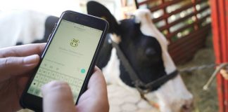 La compra de ganado tiene su app en Ecuador