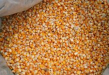 El Ministerio de Agricultura constató que el déficit de maíz es mayor de lo calculado | Economía | Noticias