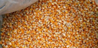 El Ministerio de Agricultura constató que el déficit de maíz es mayor de lo calculado | Economía | Noticias