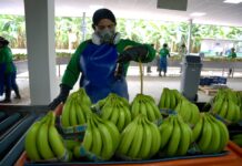 La escalada del conflicto ruso-ucraniano preocupa a los exportadores locales: sólo el plátano perdería 20 millones de dólares a la semana | Economía | Noticias