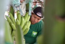 La firma de contratos para la exportación de plátano en 2025 avanza lentamente por la resistencia de Europa al nuevo precio de la fruta Economía | Noticias