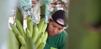 La firma de contratos para la exportación de plátano en 2025 avanza lentamente por la resistencia de Europa al nuevo precio de la fruta Economía | Noticias