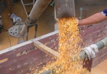 No hubo consenso sobre la fijación del precio del maíz para 2025, se volverá a discutir en diciembre | Economía | Noticias