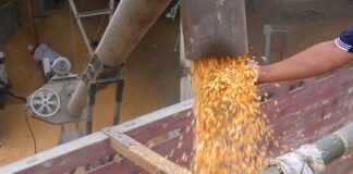 No hubo consenso sobre la fijación del precio del maíz para 2025, se volverá a discutir en diciembre | Economía | Noticias