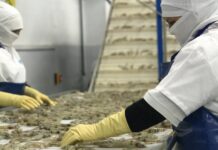 Ecuador quiere levantar la suspensión de la pesca de camarón en Brasil, que entrará en vigor el próximo lunes | Economía | Noticias