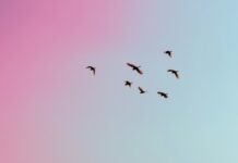 6 estilos de liderazgo comunes para fundadores •