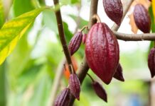 2024 es el año del cacao: altos precios lo convierten en el tercer producto de exportación de Ecuador | Economía | Noticias