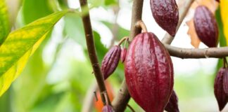 2024 es el año del cacao: altos precios lo convierten en el tercer producto de exportación de Ecuador | Economía | Noticias
