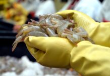 Un 2024 complicado para el camarón por investigaciones, aranceles y bloqueos en sus principales mercados | Economía | Noticias