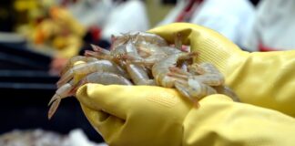 Un 2024 complicado para el camarón por investigaciones, aranceles y bloqueos en sus principales mercados | Economía | Noticias