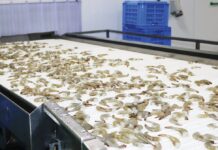 El bloqueo de Brasil al camarón ecuatoriano exige represalias para traer sus productos a Ecuador | Economía | Noticias