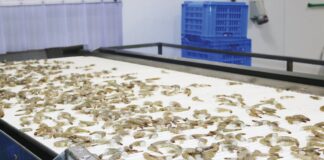 El bloqueo de Brasil al camarón ecuatoriano exige represalias para traer sus productos a Ecuador | Economía | Noticias