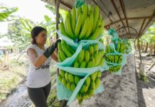Banano ecuatoriano ve ligera recuperación en las exportaciones por segundo mes consecutivo | Economía | Noticias