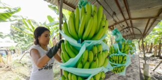Banano ecuatoriano ve ligera recuperación en las exportaciones por segundo mes consecutivo | Economía | Noticias