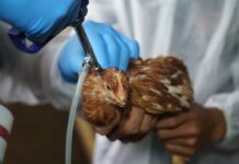 Colombia confirma primer brote de gripe aviar en 2024 y encienden las alarmas en Ecuador | Economía | Noticias