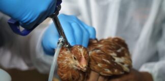 Colombia confirma primer brote de gripe aviar en 2024 y encienden las alarmas en Ecuador | Economía | Noticias