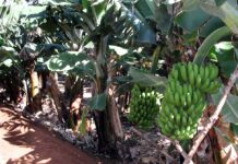 Ministerio de Agricultura reconoció cultivo ilegal de banano y anunció sanciones | Economía | Noticias