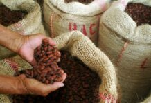 Precio del cacao vuelve a subir por encima de los $11.000 la tonelada y diferencias generan quejas en Ecuador | Economía | Noticias