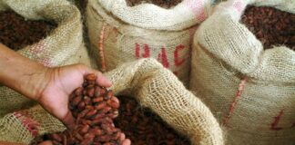 Precio del cacao vuelve a subir por encima de los $11.000 la tonelada y diferencias generan quejas en Ecuador | Economía | Noticias