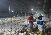 Gripe aviar: Agrocalidad insta a candidatos, autoridades locales y otros actores políticos a no entregar ni donar aves vivas por amenaza a la salud animal | Economía | Noticias