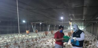 Gripe aviar: Agrocalidad insta a candidatos, autoridades locales y otros actores políticos a no entregar ni donar aves vivas por amenaza a la salud animal | Economía | Noticias