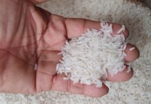 El precio del arroz para 2025 se fijó en 34 y 36 dólares EE.UU. por sacos de 200 libras de grano corto y grano largo respectivamente | Economía | Noticias