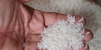 El precio del arroz para 2025 se fijó en 34 y 36 dólares EE.UU. por sacos de 200 libras de grano corto y grano largo respectivamente | Economía | Noticias