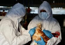 Gripe aviar: Ecuador lleva 509 días libre de la enfermedad, lo que llevó a California a declarar estado de emergencia | Economía | Noticias