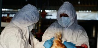 Gripe aviar: Ecuador lleva 509 días libre de la enfermedad, lo que llevó a California a declarar estado de emergencia | Economía | Noticias