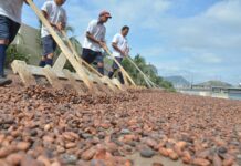 Precios que se pagan por el cacao en Ecuador no dependen del sector exportador local, aclara Anecacao Economía | Noticias